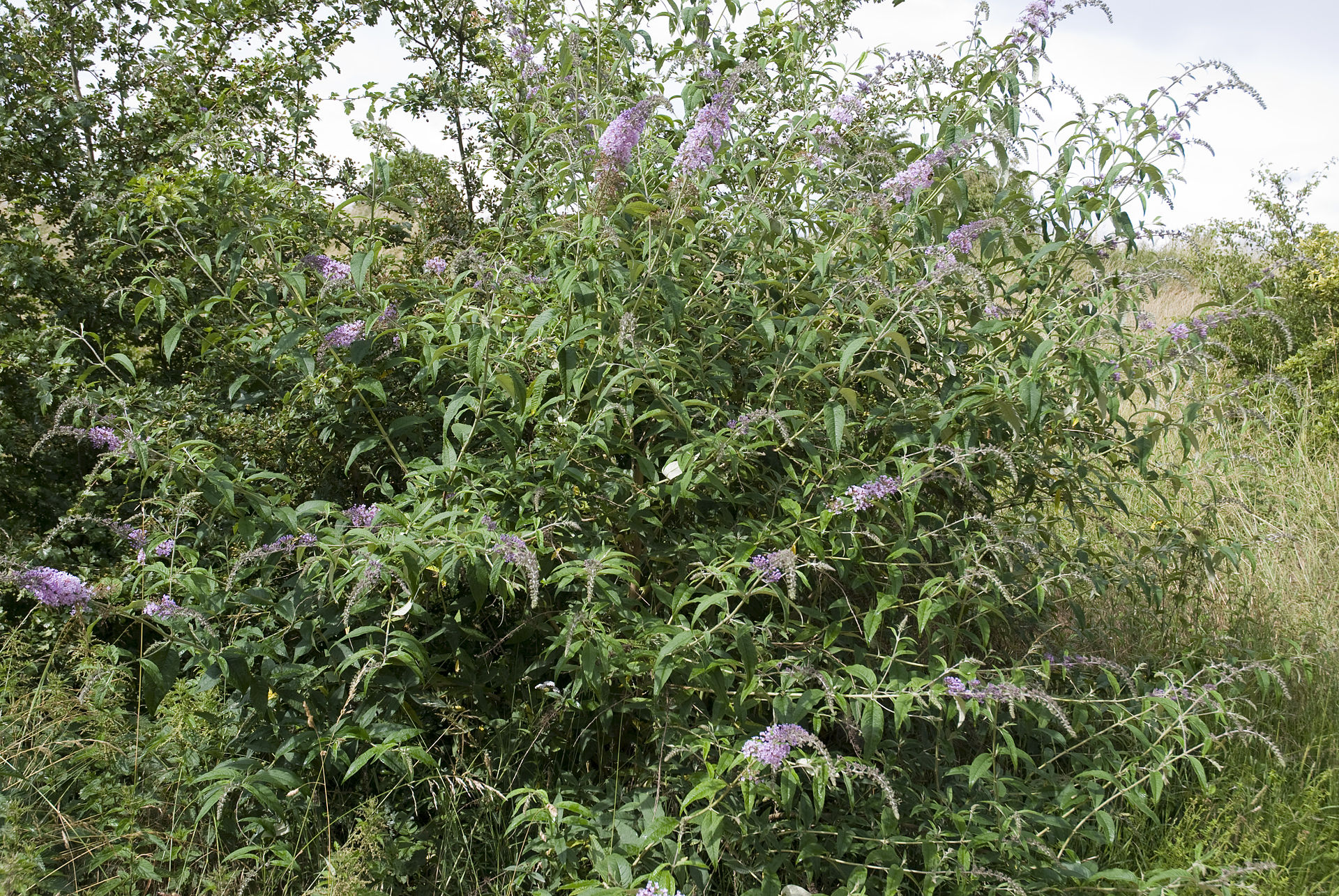 Un Buddléia de David ou «Arbre à papillons » © wikipédia
